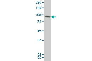 RGL2 monoclonal antibody (M02), clone 4D10 Western Blot analysis of RGL2 expression in HeLa . (RGL2 Antikörper  (AA 644-743))