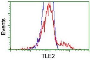 HEK293T cells transfected with either RC202474 overexpress plasmid (Red) or empty vector control plasmid (Blue) were immunostained by anti-TLE2 antibody (ABIN2455517), and then analyzed by flow cytometry. (TLE2 Antikörper)