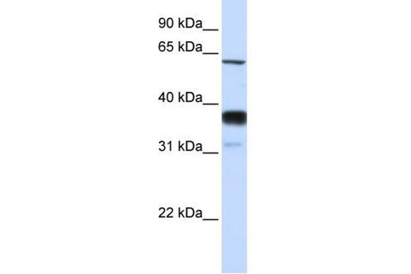 SMPD3 Antikörper  (Middle Region)