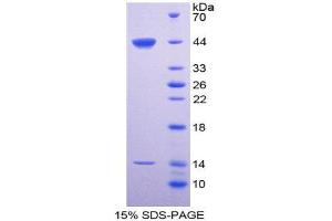 SDS-PAGE (SDS) image for Surfactant Protein D (SFTPD) (AA 20-374) protein (His tag) (ABIN1080886) (SFTPD Protein (AA 20-374) (His tag))
