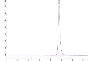 Size-exclusion chromatography-High Pressure Liquid Chromatography (SEC-HPLC) image for SARS-CoV-2 Spike (P.1 - gamma), (RBD) protein (His tag) (ABIN7274758)