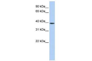 GNAO1 antibody used at 1 ug/ml to detect target protein. (GNAO1 Antikörper  (Middle Region))