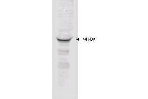 Affinity purified anti-MAPKAP Kinase 2 polyclonal antibody detects MK2 in unstimulated human HeLa whole cell lysate by western blot. (MAPKAP Kinase 2 Antikörper  (AA 310-325))