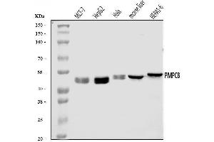 Western blot analysis of MPPB/PMPCB using anti-MPPB/PMPCB antibody (ABIN7600758). (PMPCB Antikörper  (AA 23-479))