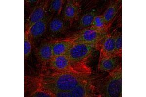 Immunofluorescence analysis of 3T3-L1 cells using FGG monoclonal antibody, clone 4H9  (green) .