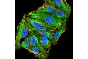 Immunofluorescence (IF) image for anti-Autophagy Related 13 (ATG13) (AA 339-550) antibody (ABIN5542702)