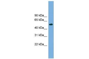 WB Suggested Anti-TUBB4 Antibody Titration: 0. (TUBB4 Antikörper  (N-Term))