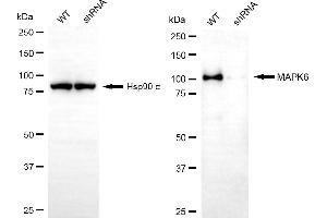 Western blotting analysis using MAPK6 antibody (ABIN7799455). (Rekombinanter MAPK6 Antikörper)