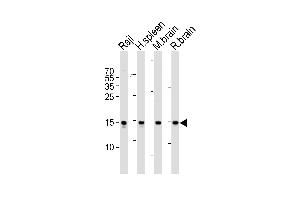 Western blot analysis of lysates from Raji cell line, human spleen, mouse brain and rat brain tissue lysate(from left to right), using FIS1 Antibody (N-term) (ABIN6243662 and ABIN6577460). (Fission 1 Antikörper  (N-Term))