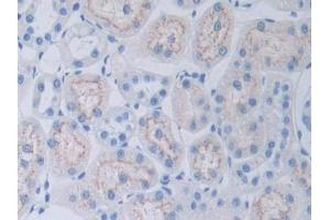DAB staining on IHC-P; Samples: Rat Kidney Tissue (Adipsin Antikörper  (AA 1-263))