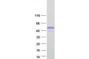 Western Blotting (WB) image for Von Willebrand Factor A Domain Containing 1 (VWA1) (Transcript Variant 1) protein (Myc-DYKDDDDK Tag) (ABIN2735461)