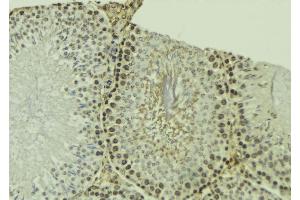 ABIN6274398 at 1/100 staining Mouse testis tissue by IHC-P.