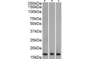 Western Blot using anti-H3K27me3 antibody BT164. (Rekombinanter Histone 3 Antikörper  (H3K27me3))