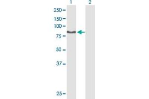 Western Blot analysis of DNAI1 expression in transfected 293T cell line by DNAI1 MaxPab polyclonal antibody. (DNAI1 Antikörper  (AA 1-699))