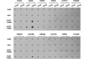Dot-blot analysis of various methylation peptides using Trimethyl-Histone H3-K4 antibody (ABIN5969804). (Histone 3 Antikörper  (H3K4me3))