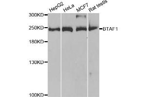 Western blot analysis of extracts of various cell lines, using BTAF1 antibody (ABIN5973427) at 1/1000 dilution. (BTAF1 Antikörper)
