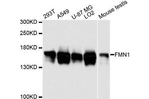 Western blot analysis of extracts of various cell lines, using FMN1 antibody (ABIN6291697) at 1:3000 dilution. (FMN1 Antikörper)