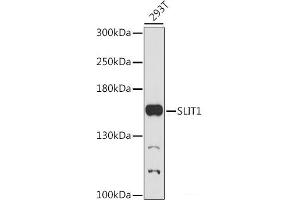 Western blot analysis of extracts of 293T cells using SLIT1 Polyclonal Antibody at dilution of 1:1000. (SLIT1 Antikörper)