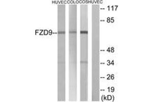 Western blot analysis of extracts from HuvEc/COLO/COS cells, using FZD9 Antibody. (FZD9 Antikörper  (AA 542-591))