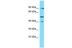 Host: Rabbit Target Name: LACE1 Sample Type: THP-1 Whole Cell lysates Antibody Dilution: 1. (LACE1 Antikörper  (N-Term))