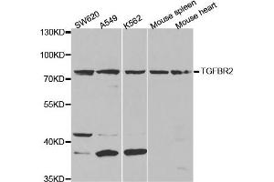 Western Blotting (WB) image for anti-Transforming Growth Factor, beta Receptor II (70/80kDa) (TGFBR2) antibody (ABIN1875405) (TGFBR2 Antikörper)