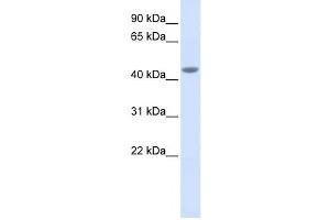 Western Blotting (WB) image for anti-Interleukin 11 Receptor, alpha (IL11RA) antibody (ABIN2459023) (IL11RA Antikörper)