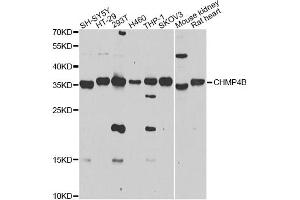 Western blot analysis of extracts of various cell lines, using CHMP4B antibody (ABIN4903276) at 1:1000 dilution. (CHMP4B Antikörper)