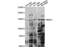 Western blot analysis of extracts of various cell lines, using HERC5 antibody (ABIN6291378) at 1:1000 dilution. (HERC5 Antikörper)