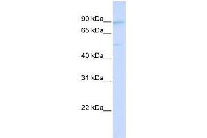 Western Blotting (WB) image for anti-Upstream Binding Transcription Factor, RNA Polymerase I (UBTF) (Middle Region) antibody (ABIN2777960)