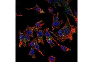 Immunofluorescence (IF) image for anti-Chemokine (C-X3-C Motif) Ligand 1 (CX3CL1) antibody (Biotin) (ABIN2473696) (CX3CL1 Antikörper  (Biotin))