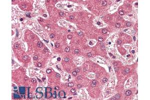 ABIN335116 (2µg/ml) staining of paraffin embedded Human Liver. (APOB Antikörper  (Internal Region))