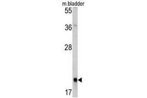 Western blot analysis of RAB13 antibody (Center) in mouse bladder tissue lysates (35ug/lane). (RAB13 Antikörper  (Middle Region))