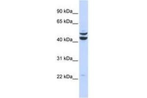 Image no. 1 for anti-PBX/knotted 1 Homeobox 2 (PKNOX2) (AA 251-300) antibody (ABIN6742871) (PKNOX2 Antikörper  (AA 251-300))