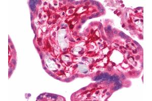 Anti-PVRL2 / CD112 antibody IHC staining of human placenta. (PVRL2 Antikörper  (AA 270-499))