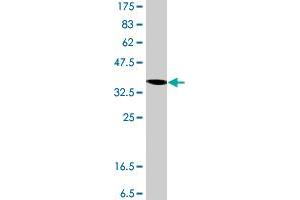 Western Blotting (WB) image for anti-Ribosomal Protein S3A (RPS3A) (AA 164-263) antibody (ABIN562715)