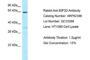 Western Blotting (WB) image for anti-Eukaryotic Translation Initiation Factor 3, Subunit D (EIF3D) (N-Term) antibody (ABIN2789125) (EIF3D Antikörper  (N-Term))