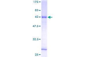 C9orf100 Protein (AA 1-335) (GST tag)