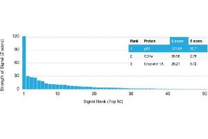 Analysis of Protein Array containing >19,000 full-length human proteins using p63 Mouse Monoclonal Antibody (TP63/1786) Z- and S- Score: The Z-score represents the strength of a signal that a monoclonal antibody (MAb) (in combination with a fluorescently-tagged anti-IgG secondary antibody) produces when binding to a particular protein on the HuProtTM array.