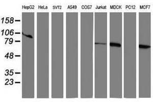 Image no. 1 for anti-Ribophorin 1 (RPN1) antibody (ABIN1500753) (RPN1 Antikörper)