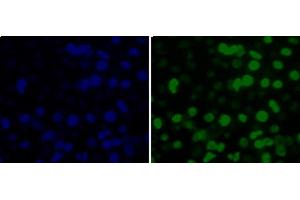 Immunofluorescence analysis of 293T cells using MonoMethyl-Histone H3-K36 Polyclonal Antibody (Histone 3 Antikörper  (meLys36))
