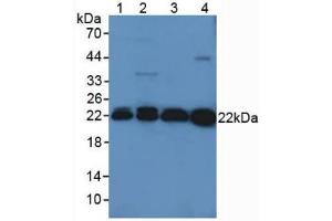 Figure. (Peroxiredoxin 2 Antikörper  (AA 6-164))