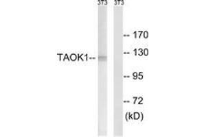 Western blot analysis of extracts from NIH-3T3 cells, using TAOK1 Antibody. (TAO Kinase 1 (TAOK1) (AA 431-480) Antikörper)