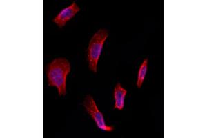 ABIN6261615 and ABIN6273239 staining Hela by IF/ICC. (ETFDH Antikörper  (C-Term))