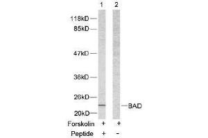 Image no. 2 for anti-BCL2-Associated Agonist of Cell Death (BAD) (Ser112) antibody (ABIN197208) (BAD Antikörper  (Ser112))