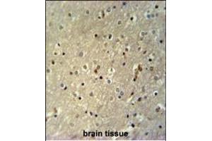 TTC26 Antibody (C-term) (ABIN651518 and ABIN2840274) immunohistochemistry analysis in formalin fixed and paraffin embedded human brain tissue followed by peroxidase conjugation of the secondary antibody and DAB staining. (TTC26 Antikörper  (C-Term))