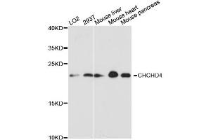 Western blot analysis of extracts of various cell lines, using CHCHD4 antibody.