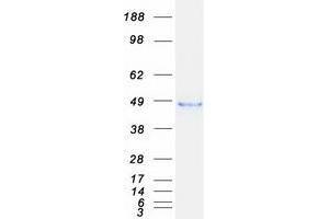 Validation with Western Blot