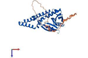 NAT8L Protein (AA 1-299) (His tag)