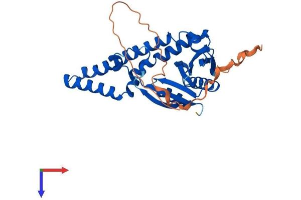 NAT8L Protein (AA 1-299) (His tag)