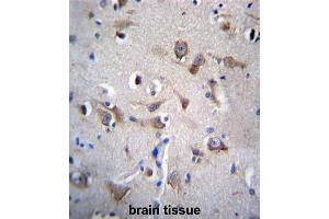 YIF1B Antibody (N-term) immunohistochemistry analysis in formalin fixed and paraffin embedded human brain tissue followed by peroxidase conjugation of the secondary antibody and DAB staining. (YIF1B Antikörper  (N-Term))